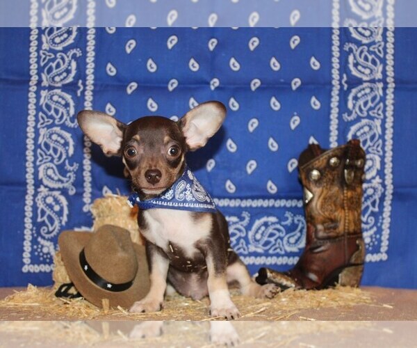 Medium Photo #1 Chihuahua Puppy For Sale in CHARLESTON, AR, USA