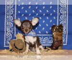 Puppy Remus Chihuahua