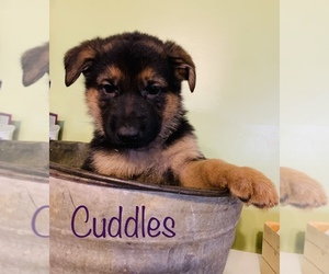 German Shepherd Dog Puppy for sale in KIMBOLTON, OH, USA
