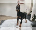 Small #7 Doberman Pinscher