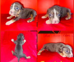 Medium American Bully