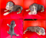 Puppy 4 American Bully