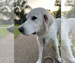 Small #5 Great Pyrenees