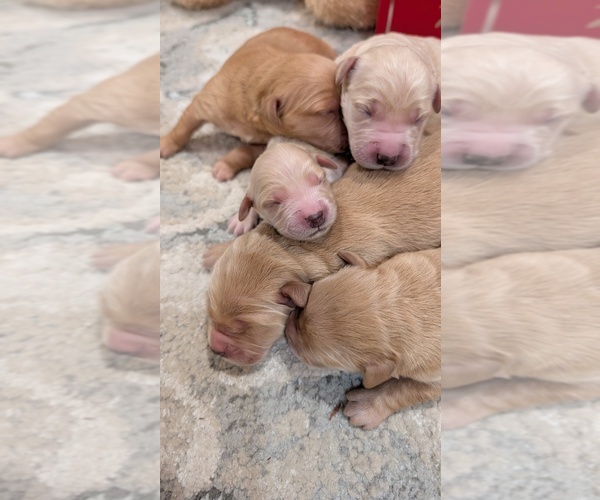 Medium Photo #8 Golden Retriever Puppy For Sale in ELVERTA, CA, USA