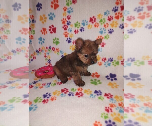 Medium Photo #12 Yorkshire Terrier Puppy For Sale in LAPEER, MI, USA