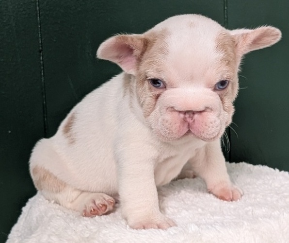 Medium Photo #21 French Bulldog Puppy For Sale in GOSHEN, IN, USA