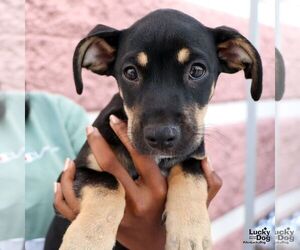 Dachshund-Unknown Mix Dogs for adoption in Washington, DC, USA