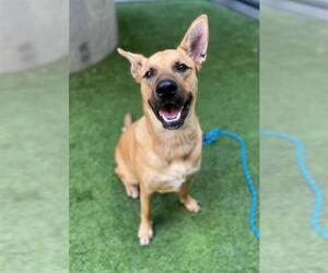 German Shepherd Dog-Unknown Mix Dogs for adoption in San Francisco, CA, USA