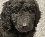 Puppy 4 Goldendoodle