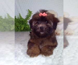 Shorkie Tzu Puppy for Sale in SUGARCREEK, Ohio USA