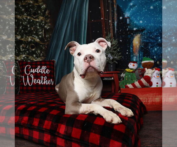 Medium Photo #10 Mutt Puppy For Sale in Alexandria, VA, USA