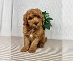 Small #3 Cavapoo