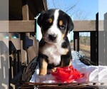Small #4 Greater Swiss Mountain Dog