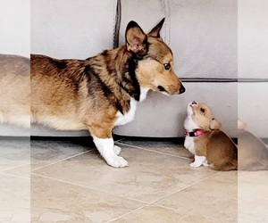 Father of the Pembroke Welsh Corgi puppies born on 02/06/2022
