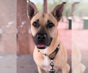 Black Mouth Cur-Unknown Mix Dogs for adoption in phoenix, AZ, USA