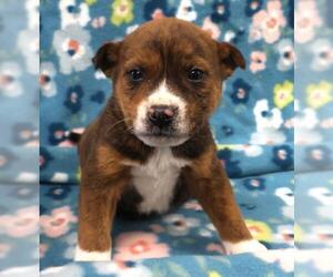 Mutt Dogs for adoption in Thief River Falls, MN, USA