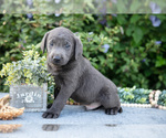 Puppy Titan Labrador Retriever