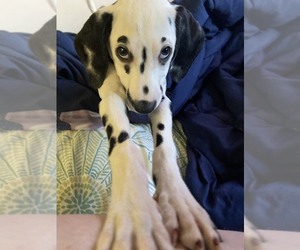 Dalmatian Puppy for sale in VANCOUVER, WA, USA