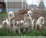 Small #1 Great Pyrenees