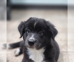 Small Photo #1 Miniature Australian Shepherd Puppy For Sale in DALTON CITY, IL, USA