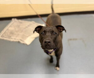 Labrador Retriever Dogs for adoption in Denver, CO, USA