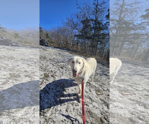 Medium Photo #2 Great Pyrenees-Unknown Mix Puppy For Sale in Croydon, NH, USA