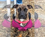 Small Photo #3 American Staffordshire Terrier Puppy For Sale in Lawrenceville, NJ, USA