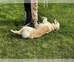 Small Photo #3 Labrador Retriever-Unknown Mix Puppy For Sale in Clovis, CA, USA