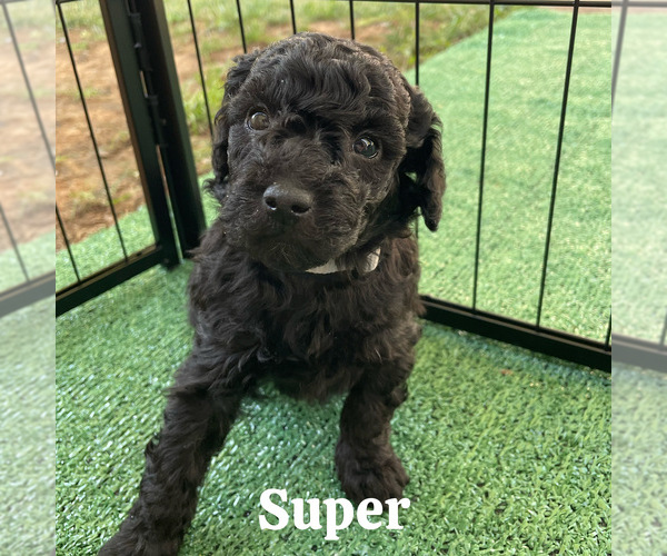 Medium Photo #1 Goldendoodle (Miniature) Puppy For Sale in NASHVILLE, TN, USA