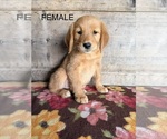 Litter of 4 - Male(s) and Female(s) Golden RetrieverLitter of Puppies for Sale - Photo #10