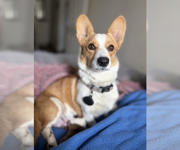 Medium Photo #1 Pembroke Welsh Corgi Puppy For Sale in LA PUENTE, CA, USA
