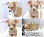 Image preview for Ad Listing. Nickname: Butterscotch