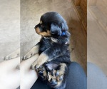 Small Photo #2 Rottweiler Puppy For Sale in PLANT CITY, FL, USA