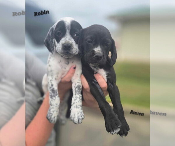 Medium Photo #3 Bluetick Coonhound-Pointer Mix Puppy For Sale in Oakhurst, NJ, USA