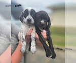 Small #2 Bluetick Coonhound-Pointer Mix