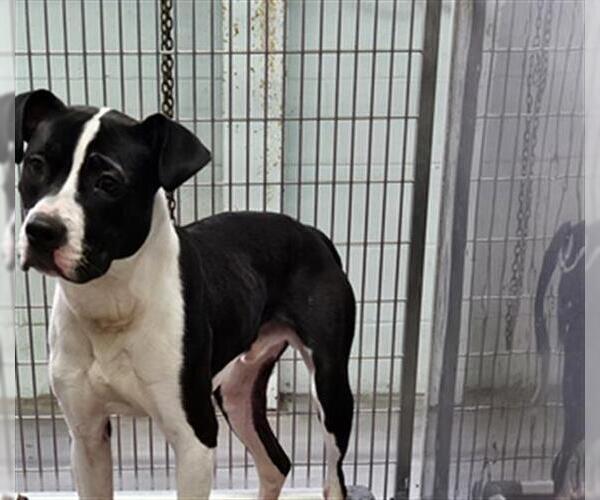 Medium Photo #1 Mutt Puppy For Sale in Norfolk, VA, USA