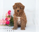 Small #2 Poochon