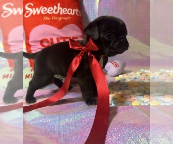 Medium Photo #17 Pug Puppy For Sale in MOUNT WASHINGTON, KY, USA