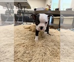 Small #6 Boston Terrier