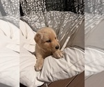 Litter of 8 - Male(s) and Female(s) Goberian-Labrador Retriever MixLitter of Puppies for Sale - Photo #8