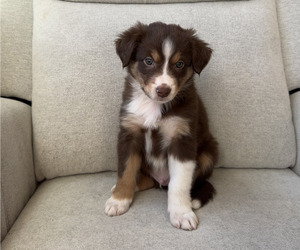Medium Australian Shepherd