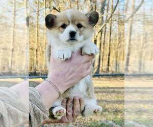 Pembroke Welsh Corgi Puppy for sale in MILLEDGEVILLE, GA, USA