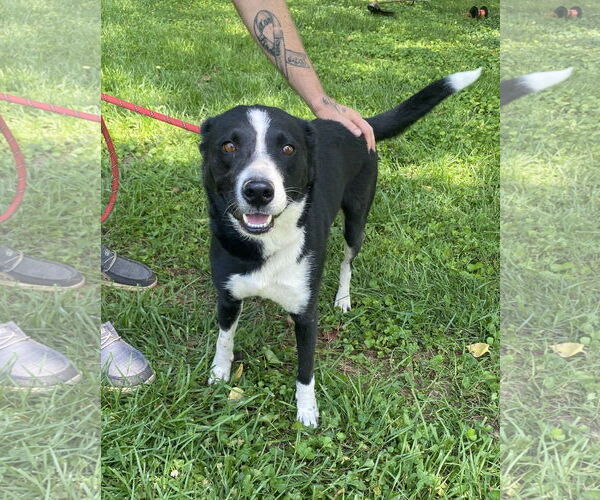 Medium Photo #3 Mutt Puppy For Sale in Sparta, TN, USA