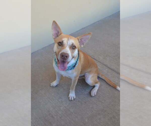 Medium Photo #1 American Pit Bull Terrier-Unknown Mix Puppy For Sale in McKinney, TX, USA