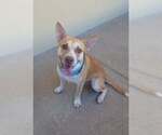 Jason Vorhees - Male American Pit Bull Terrier-Unknown Mix Dog for Adoption - Small photo