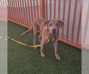 Golden Retriever-Unknown Mix Dogs for adoption in Las Vegas, NV, USA