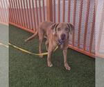 *POLLO - Male Golden Retriever-Unknown Mix Dog for Adoption - Small photo