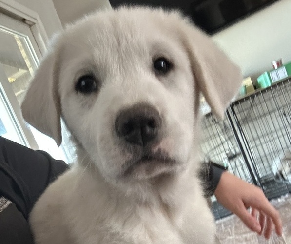 Medium Photo #1 Great Pyrenees Puppy For Sale in GREENVILLE, TX, USA