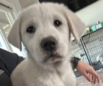 Small Great Pyrenees