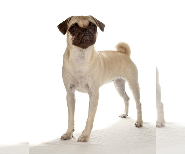 Medium Photo #3 Pug Puppy For Sale in Oakland Park, FL, USA